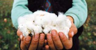 Cotton up by Rs50 in local market 